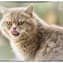 Grumpy - a stray cat in Popasna
